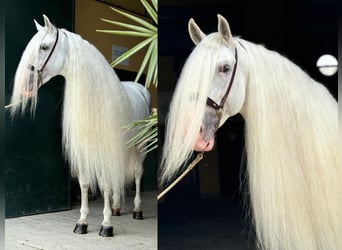 PRE Croisé, Étalon, 7 Ans, 165 cm, Blanc