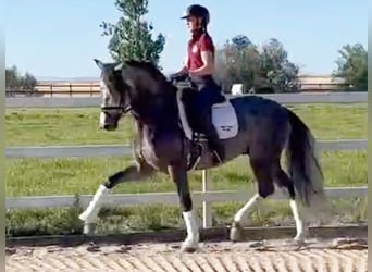 PRE Croisé, Étalon, 7 Ans, 165 cm, Gris
