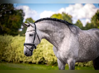 PRE, Étalon, 7 Ans, 165 cm, Gris