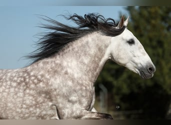 PRE Croisé, Étalon, 7 Ans, 165 cm, Gris pommelé