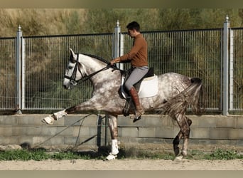 PRE Croisé, Étalon, 7 Ans, 165 cm, Gris pommelé