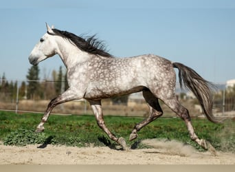 PRE Croisé, Étalon, 7 Ans, 165 cm, Gris pommelé