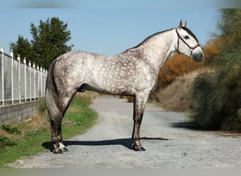 PRE Croisé, Étalon, 7 Ans, 165 cm, Gris pommelé