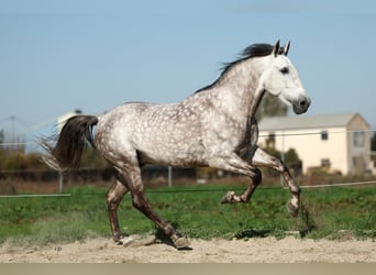 PRE Croisé, Étalon, 7 Ans, 165 cm, Gris pommelé