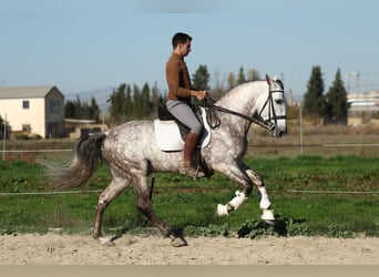 PRE Croisé, Étalon, 7 Ans, 165 cm, Gris pommelé