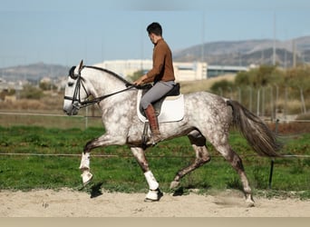 PRE Croisé, Étalon, 7 Ans, 165 cm, Gris pommelé