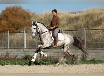 PRE Croisé, Étalon, 7 Ans, 165 cm, Gris pommelé