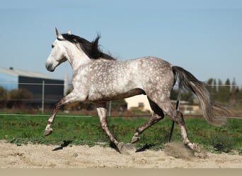 PRE Croisé, Étalon, 7 Ans, 165 cm, Gris pommelé