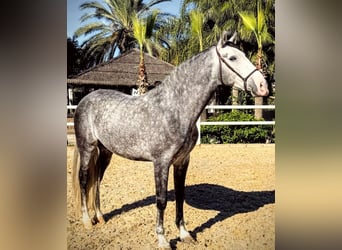 PRE, Étalon, 7 Ans, 165 cm, Gris pommelé