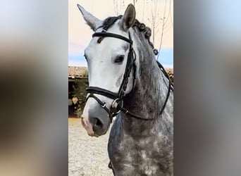 PRE, Étalon, 7 Ans, 165 cm, Gris pommelé