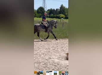 PRE Croisé, Étalon, 7 Ans, 165 cm, Gris pommelé