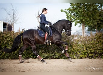 PRE Croisé, Étalon, 7 Ans, 165 cm, Noir