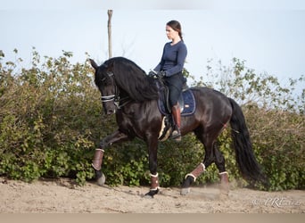 PRE Croisé, Étalon, 7 Ans, 165 cm, Noir