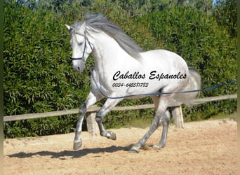 PRE Croisé, Étalon, 7 Ans, 166 cm, Gris