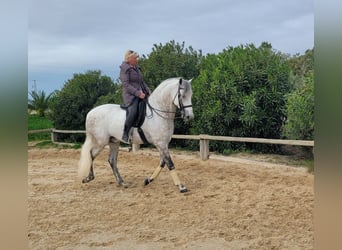 PRE Croisé, Étalon, 7 Ans, 166 cm, Gris