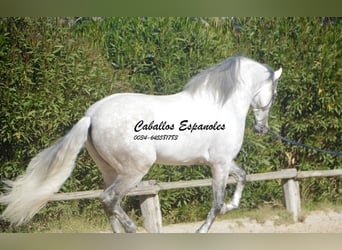PRE Croisé, Étalon, 7 Ans, 166 cm, Gris
