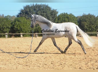 PRE Croisé, Étalon, 7 Ans, 166 cm, Gris