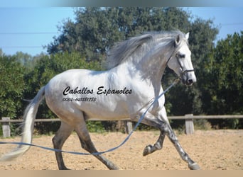 PRE Croisé, Étalon, 7 Ans, 166 cm, Gris