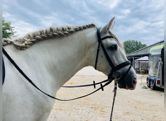 PRE Croisé, Étalon, 7 Ans, 166 cm, Gris