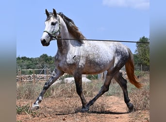 PRE Croisé, Étalon, 7 Ans, 166 cm, Gris