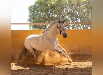 PRE Croisé, Étalon, 7 Ans, 166 cm, Gris pommelé