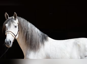 PRE Croisé, Étalon, 7 Ans, 166 cm, Gris pommelé