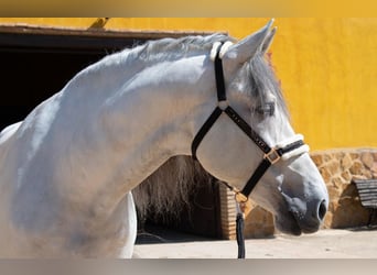 PRE Croisé, Étalon, 7 Ans, 166 cm, Gris pommelé