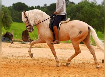 PRE Croisé, Étalon, 7 Ans, 166 cm, Palomino