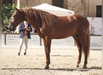 PRE Croisé, Étalon, 7 Ans, 167 cm, Alezan brûlé