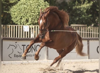 PRE Croisé, Étalon, 7 Ans, 167 cm, Alezan brûlé