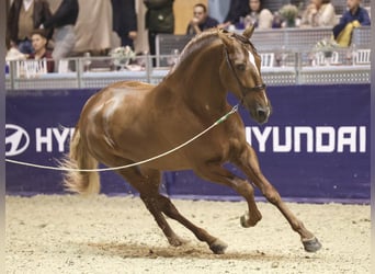 PRE Croisé, Étalon, 7 Ans, 167 cm, Alezan brûlé