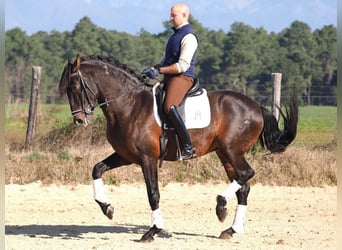PRE Croisé, Étalon, 7 Ans, 167 cm, Bai
