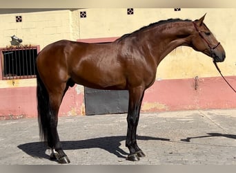 PRE Croisé, Étalon, 7 Ans, 167 cm, Bai