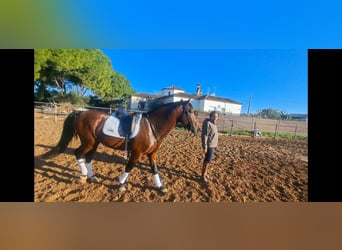 PRE Croisé, Étalon, 7 Ans, 167 cm, Bai