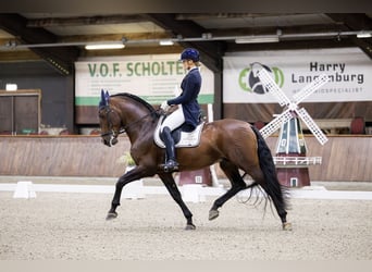 PRE Croisé, Étalon, 7 Ans, 167 cm