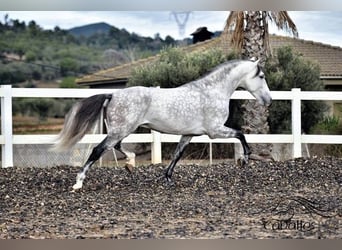 PRE Croisé, Étalon, 7 Ans, 167 cm, Gris