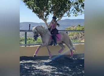 PRE Croisé, Étalon, 7 Ans, 167 cm, Perle