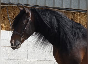 PRE Croisé, Étalon, 7 Ans, 168 cm, Bai brun