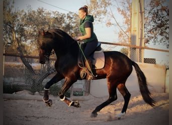 PRE Croisé, Étalon, 7 Ans, 168 cm, Bai brun