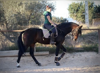 PRE Croisé, Étalon, 7 Ans, 168 cm, Bai brun