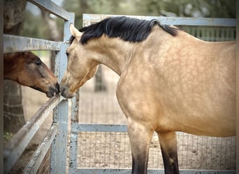 PRE Croisé, Étalon, 7 Ans, 168 cm, Buckskin