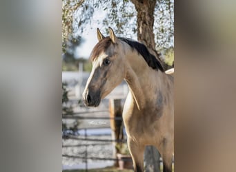 PRE Croisé, Étalon, 7 Ans, 168 cm, Buckskin