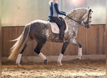 PRE Croisé, Étalon, 7 Ans, 168 cm, Gris