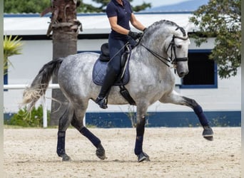 PRE Croisé, Étalon, 7 Ans, 168 cm, Gris