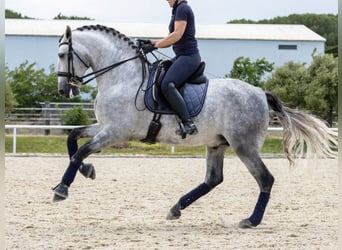 PRE Croisé, Étalon, 7 Ans, 168 cm, Gris