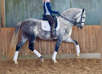 PRE Croisé, Étalon, 7 Ans, 168 cm, Gris