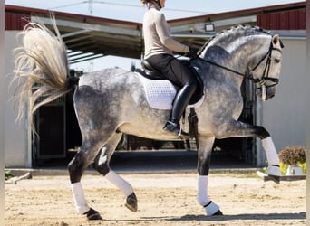 PRE Croisé, Étalon, 7 Ans, 168 cm, Gris