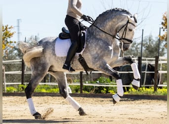 PRE Croisé, Étalon, 7 Ans, 168 cm, Gris