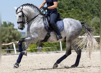 PRE Croisé, Étalon, 7 Ans, 168 cm, Gris