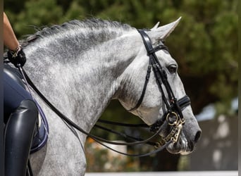 PRE Croisé, Étalon, 7 Ans, 168 cm, Gris